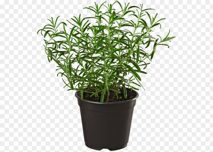 Herb Rosemary REWE Group Summer Savory PNG