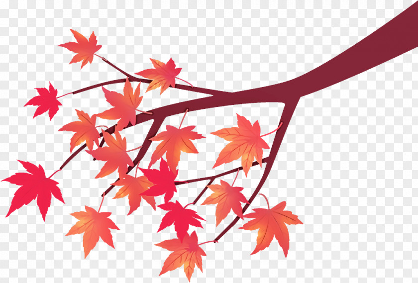 Maple Tree Branch Autumn PNG