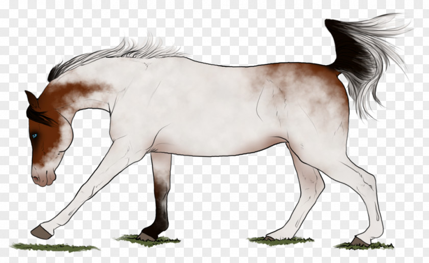 Mustang Mane Foal Stallion Colt PNG