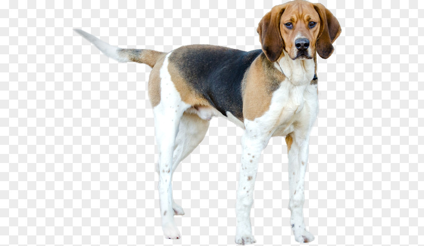 Beagle-Harrier Treeing Walker Coonhound Grand Anglo-Français Tricolore American English Foxhound PNG