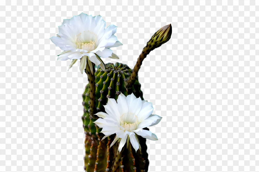 Cactus PNG