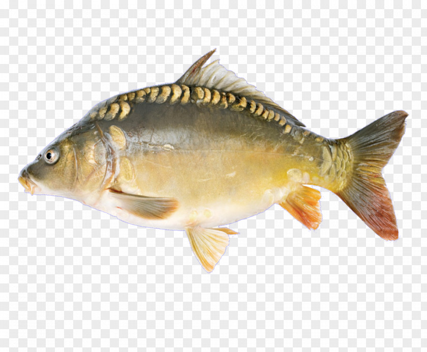 Codfish Ribbon Mirror Carp Stock Photography Fishing Bony Fishes PNG