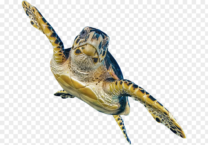 Corporate Slogans Pond Turtles Stratego Branding Advertising Tortoise PNG