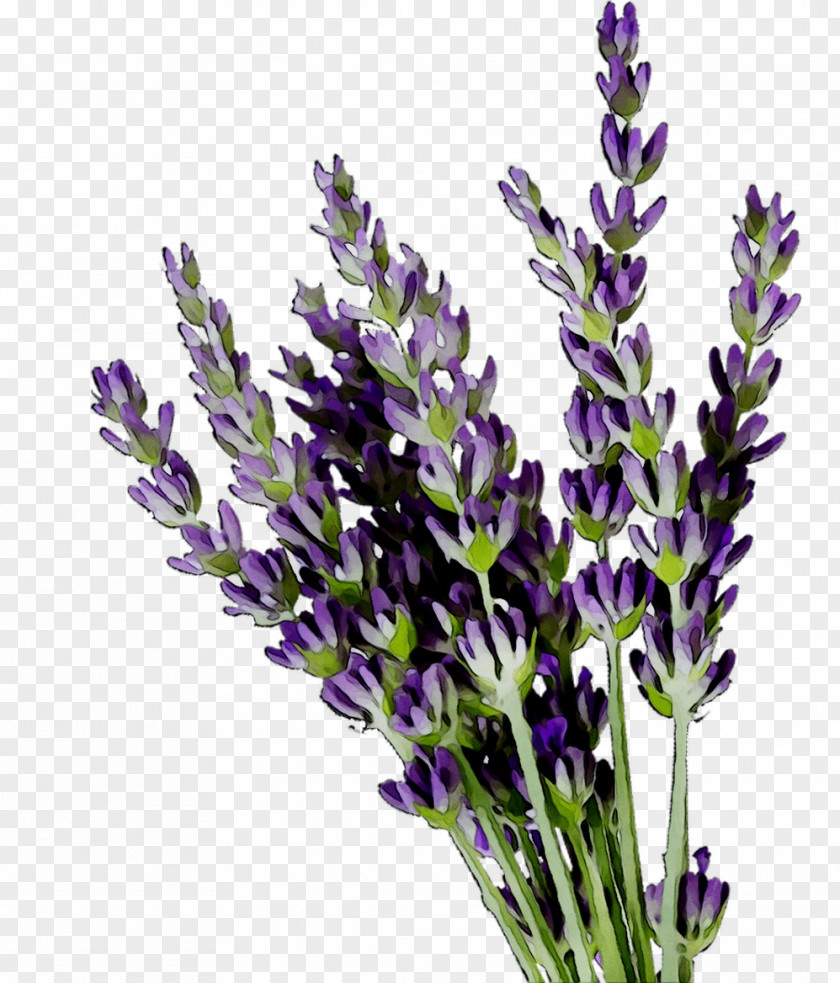 English Lavender French PNG