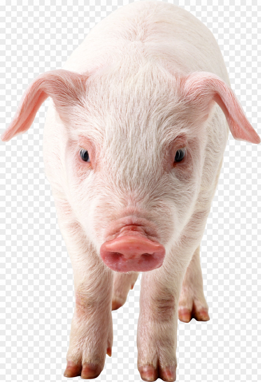 Pig Clipart Domestic Clip Art PNG