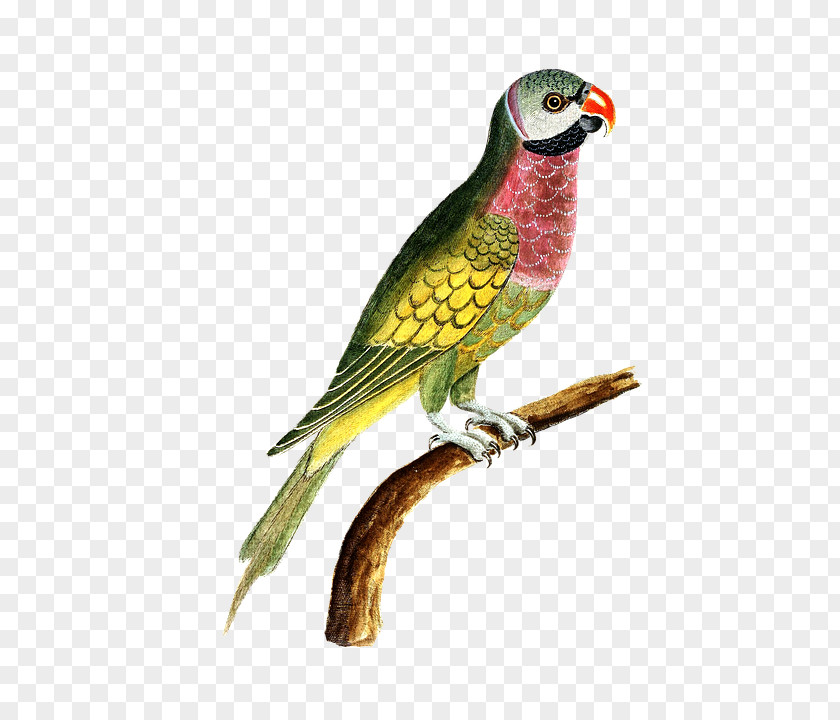 Bird Budgerigar Macaw Loriini Amazon Parrot PNG