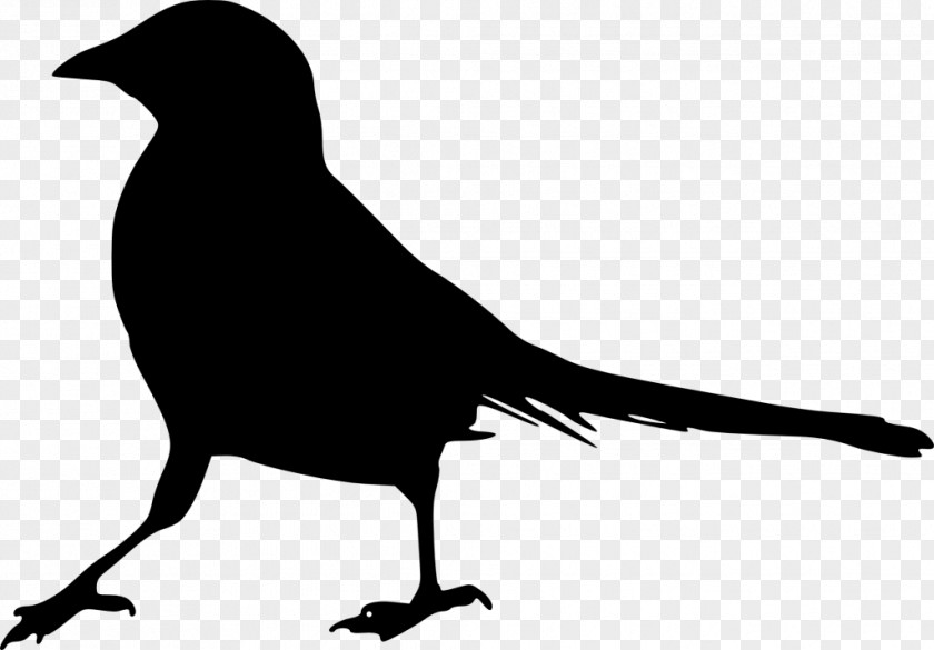 Bird Silhouette Gulls Clip Art PNG