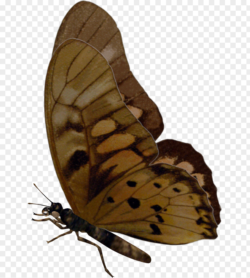 Butterfly Brush-footed Butterflies Moth PNG