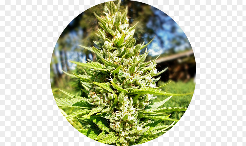 Cannabis Autoflowering Seed Bank Sativa PNG