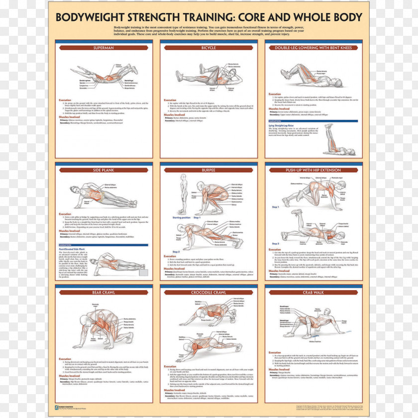 General Fitness Training Bodyweight Strength Anatomy Exercise PNG