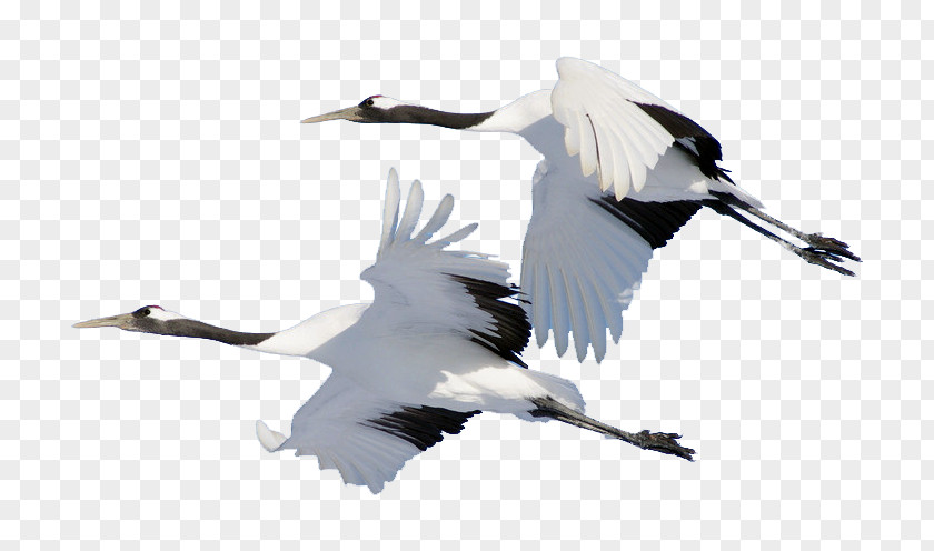 Goose Bird Domestic Cygnini Crane PNG