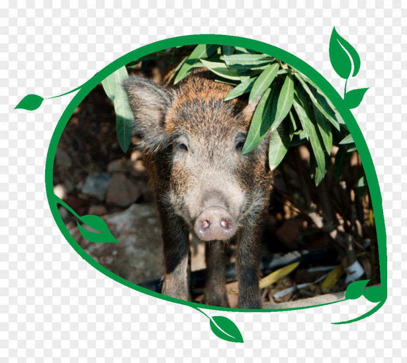 Domestic Pig Game Animal Stock Photography PNG