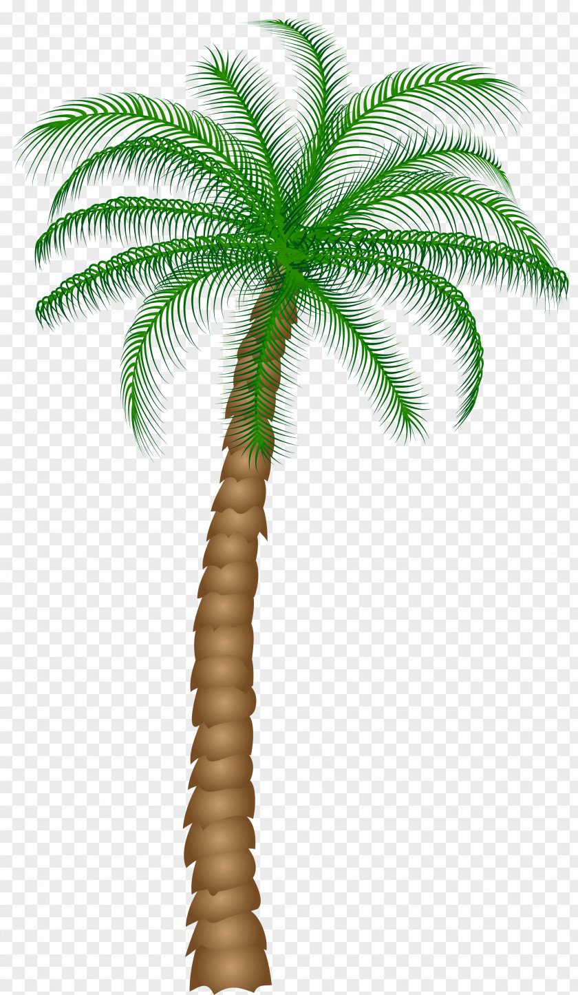Palm Tree Clipart Arecaceae Clip Art PNG