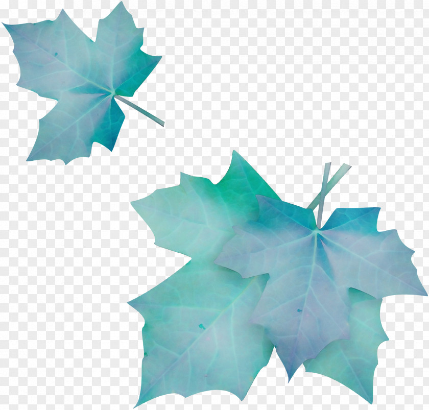 Petal Ivy Maple Leaf PNG