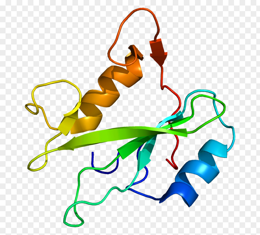 PIK3R3 Retinoblastoma Protein Phosphoinositide 3-kinase IRS1 PNG