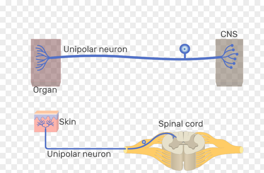 Pseudounipolar Neuron Multipolar Bipolar PNG
