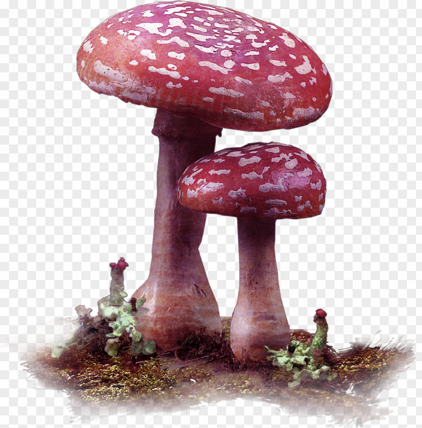Red Fresh Mushroom Decoration Pattern Edible Fungus PNG