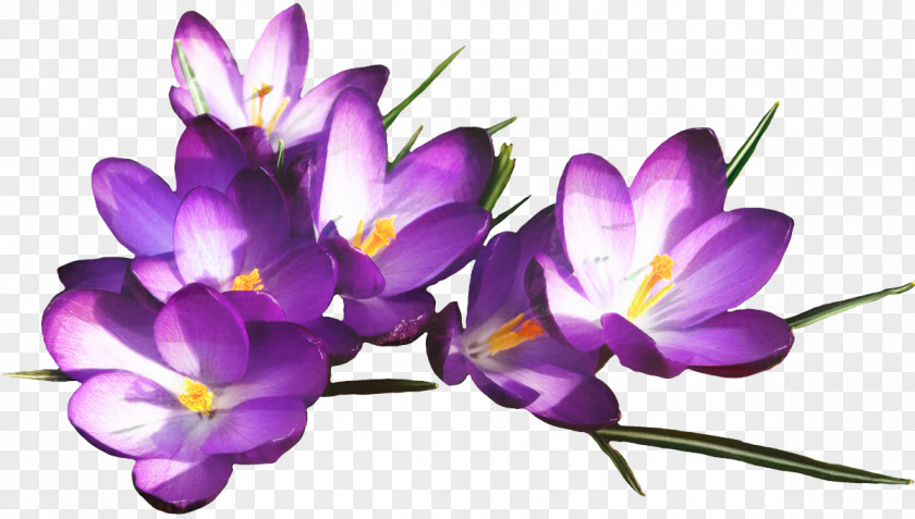 Viola Perennial Plant Saffron Flower PNG