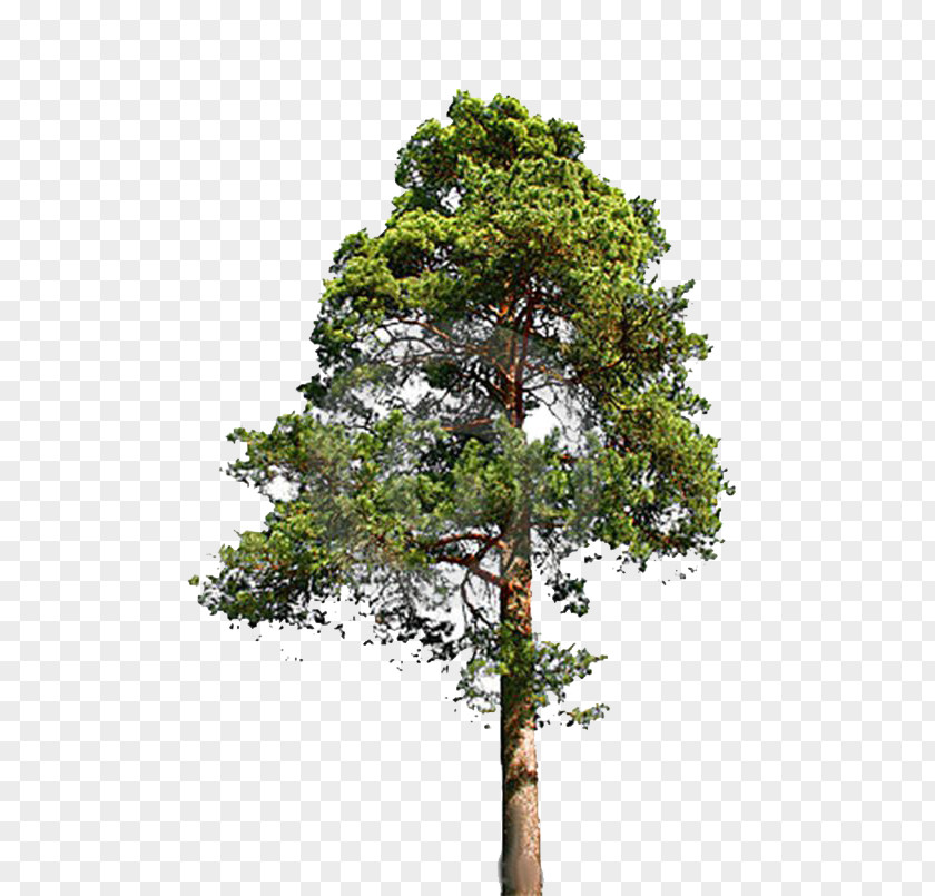 Fir-Tree File Tree Spruce Pine Stock Photography Conifers PNG