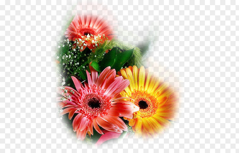 Flower PaintShop Pro Transvaal Daisy Corel Jasc Software PNG