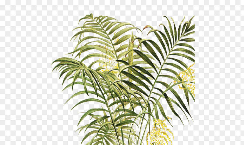 Leaf Arecaceae Vegetation Plant Stem Terrestrial PNG
