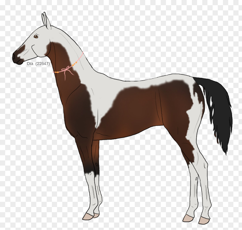 Mustang Stallion Foal Colt Mare PNG