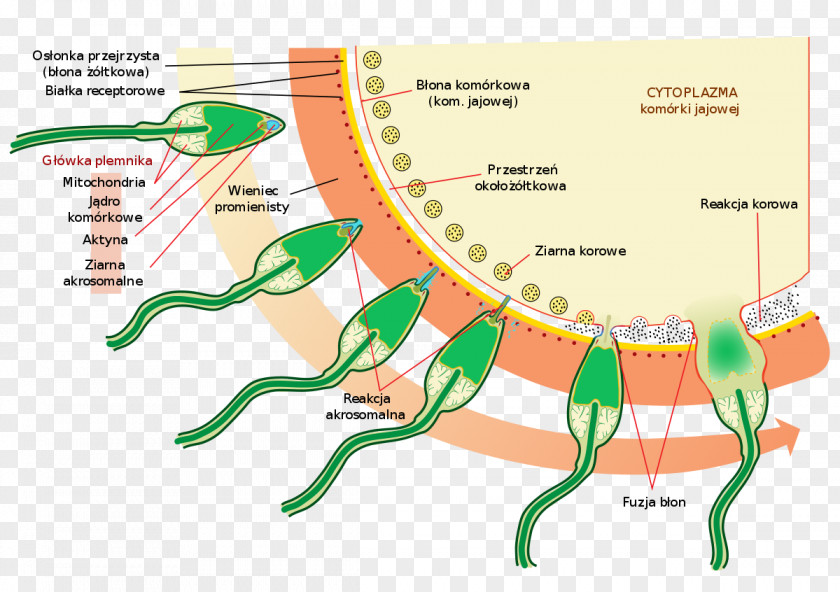 Sperma Acrosome Reaction Spermatozoon Capacitation PNG