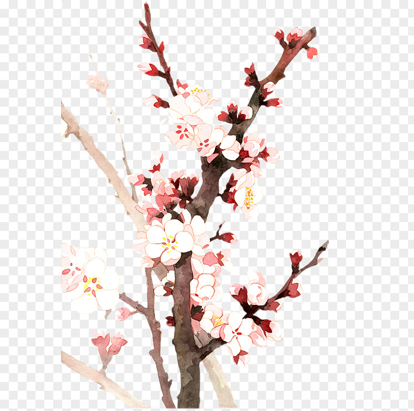 Twenty-four Fan Flower Trade WindsRainTwo Candidates Almond Yushui Cherry Blossom PNG