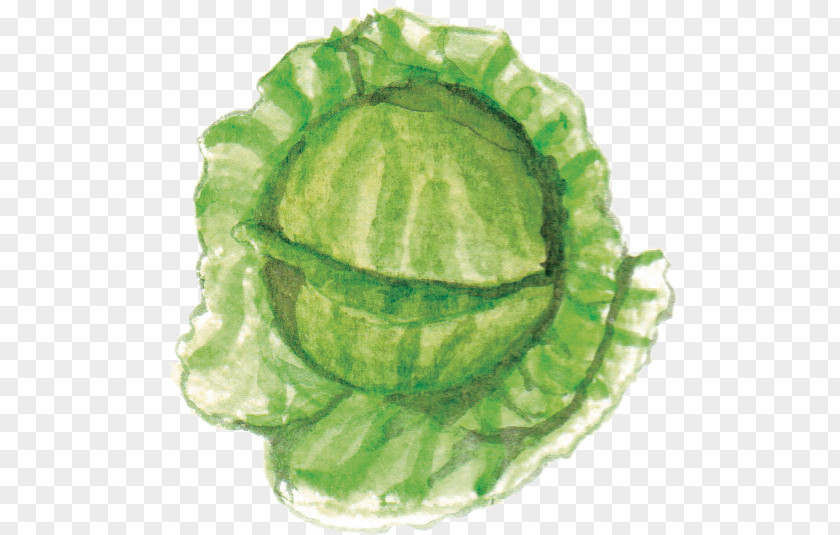 Cabbage Nutrition Leaf Vegetable Diet PNG