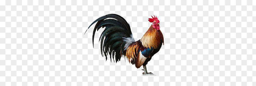 Cock PNG clipart PNG