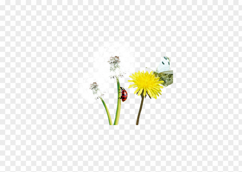 Dandelion Decorative Design Material Petal Illustration PNG