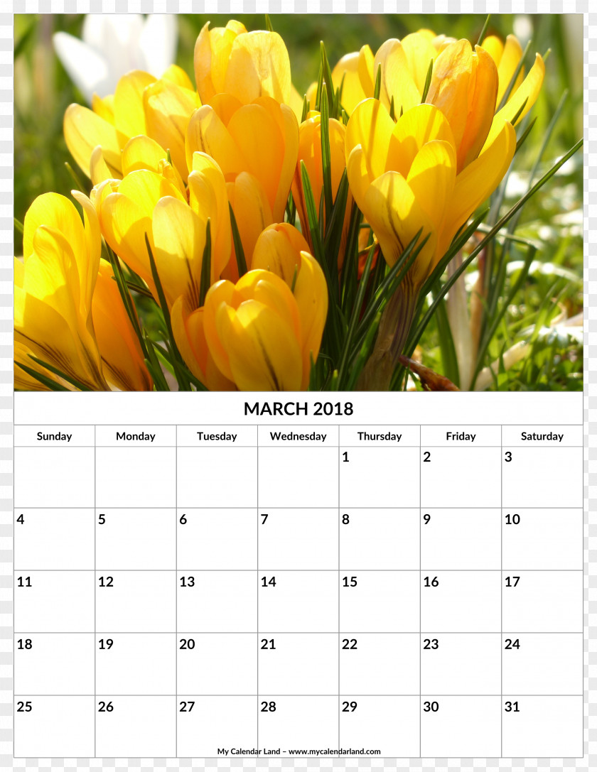 Flower Rattan Calendar Template Tulip Yellow Crocus Flavus PNG