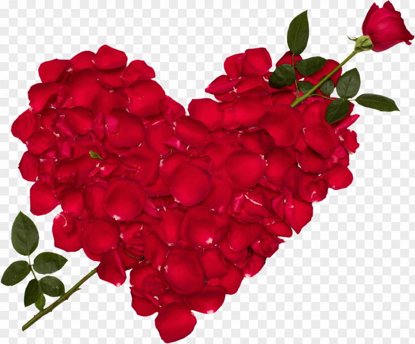 Good Evening Blue Rose Love Flower Desktop Wallpaper PNG