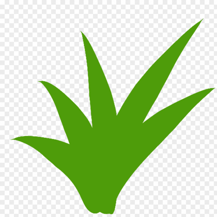 Leaf Clip Art Plant Stem Line Tree PNG