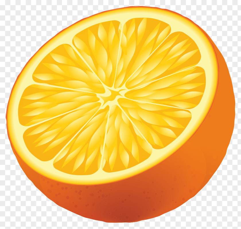 Lemon Vector Graphics Euclidean Image Illustration PNG