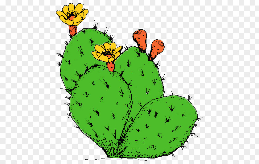 Cactus Barbary Fig Coloring Book Image Eastern Prickly Pear Clip Art PNG