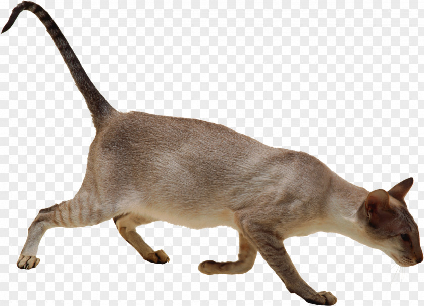Cat Siamese Burmese Felidae Sticker PNG