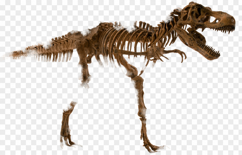 Dinosaur Tyrannosaurus Human Skeleton Velociraptor PNG