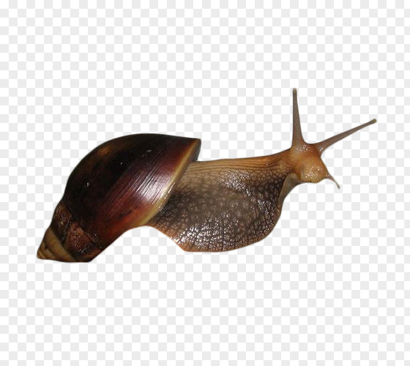 Snail Shell Escargot Seashell Caracol PNG
