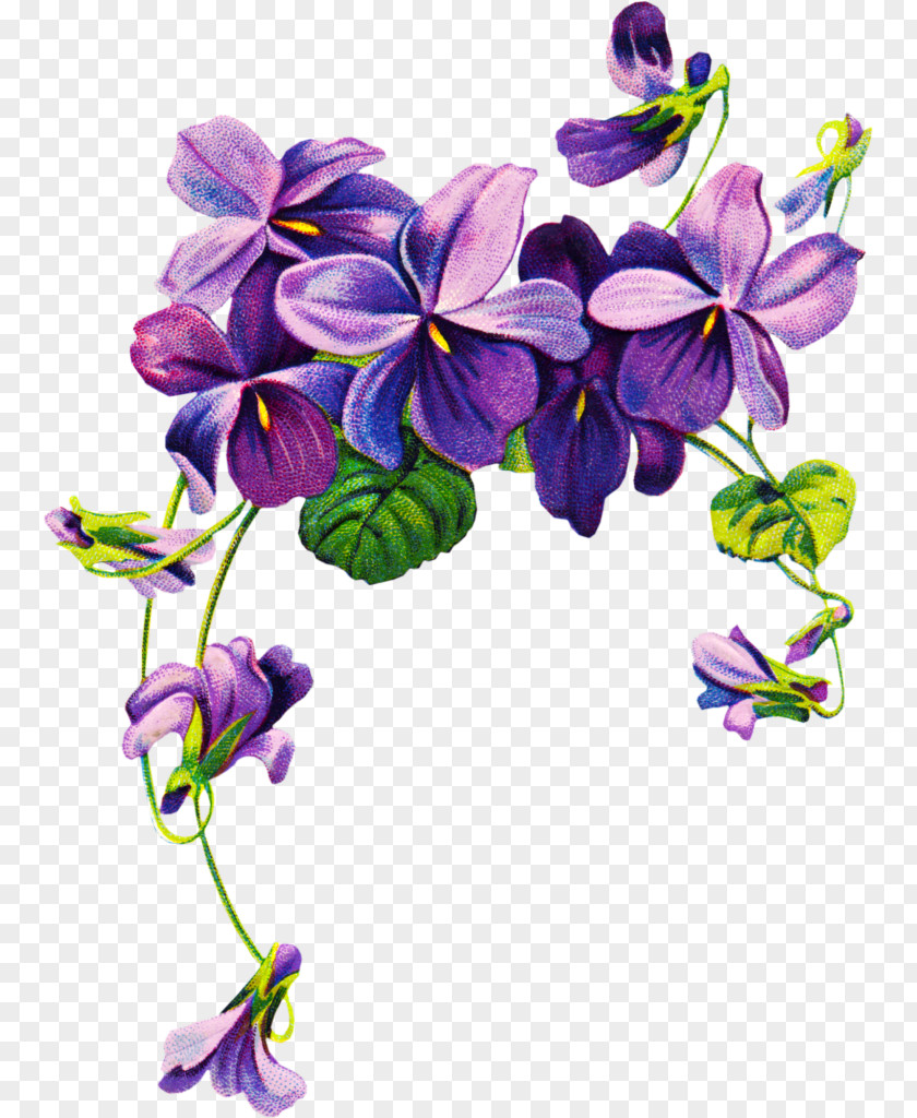 Watercolor Border African Violets Purple Flower Clip Art PNG