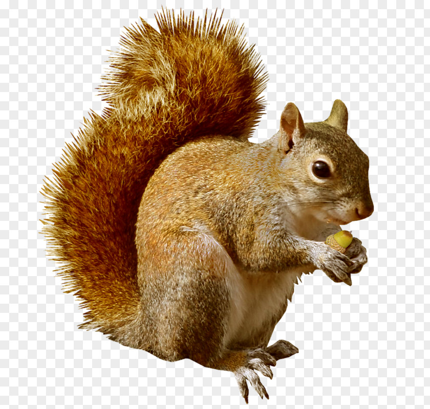 BEATRIX POTTER Squirrel Rodent Chipmunk Clip Art PNG