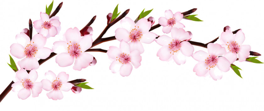 Flower Cherry Blossom PNG