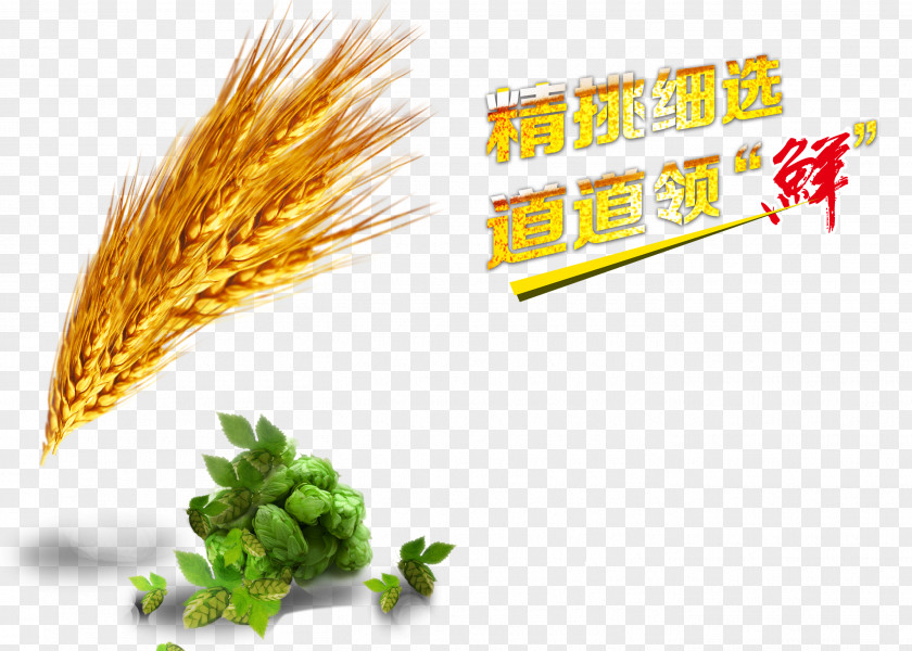 Green Wheat Barley Computer File PNG