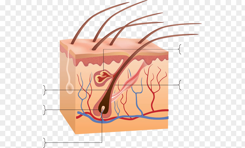 Hair Follicle Human Skin Anatomy Clip Art PNG