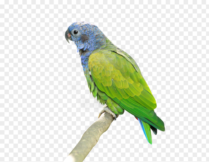 Parrot Lovebird PNG