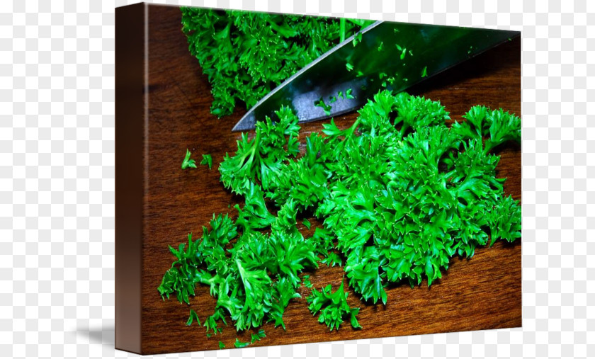 Parsley Aquariums Herb Plant Fresh Water PNG