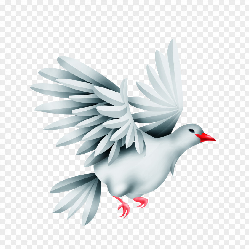 Pigeon Bird Green Rock Dove PNG