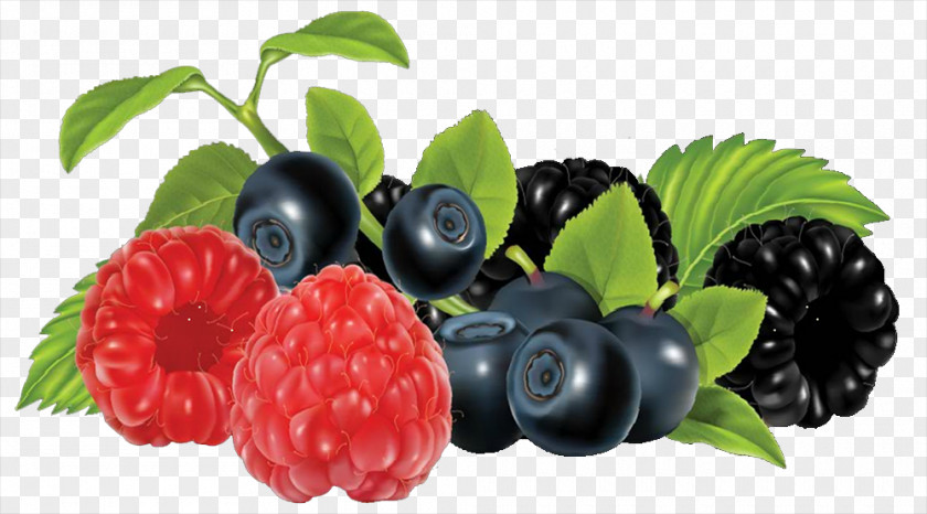 Blueberry Frutti Di Bosco Blackberry Fruit Clip Art PNG