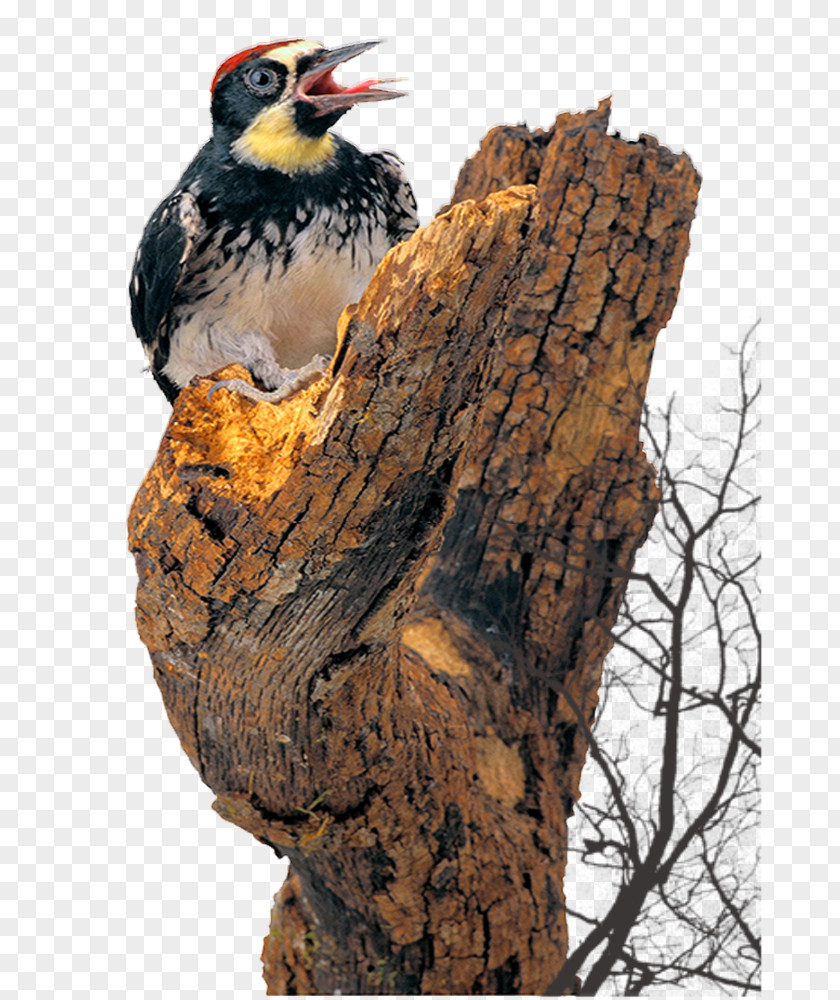 Cha Called Woodpecker Bird Cattle PNG