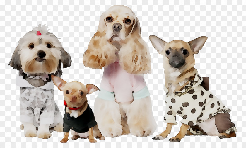 Chihuahua Shih Tzu English Cocker Spaniel Puppy PNG